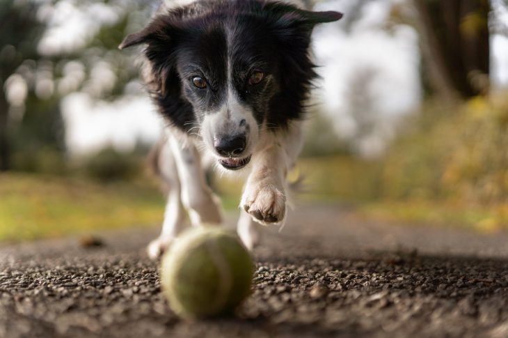 Hund jagter tennis bold